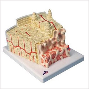 3B MICROanatomyǽṹģ A79